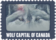 Walk with the wolves