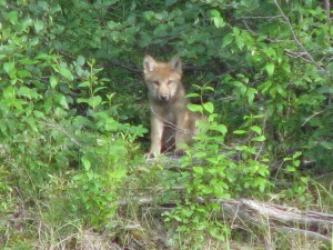 Wolf pup at Paint Lake with mother nearby.