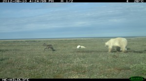 wolf and polar bears