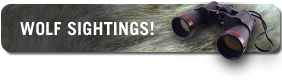 but_wolfsighting1