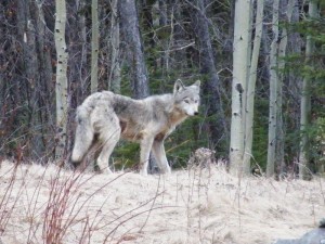 By Toni DiVirgilio & Family