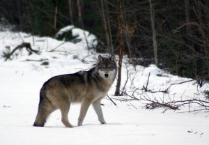 Taken by Larry Hall Nov.13, 2009