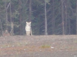 Cell phone photo by Marion Morberg. Nov 2/10.